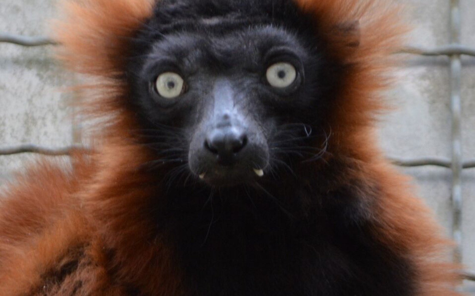 Vari červený, extrémně vzácný, chov z let 2014 a 2015, foto: Zoopark Senftenberg