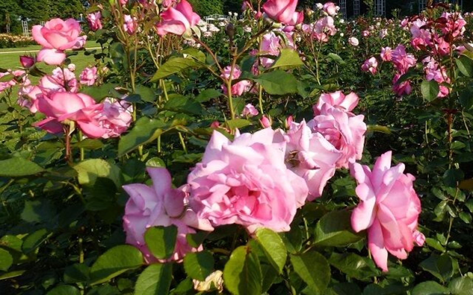 East Germany’s Rose Garden Forst (Lusatia) - Eliza Rose © Stadt Forst (Lausitz) /MG