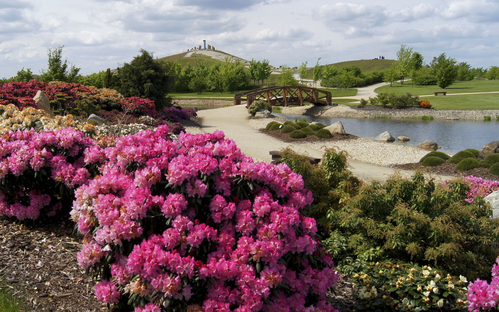 Rhododendronblüte, Foto: Findlingspark Nochten, Lizenz: Förderverein Findlingspark